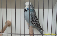 15.Jungvogel 004.png